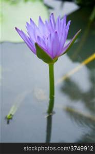 The blue lotus is blooming. In fresh water. The lotus leaf green.