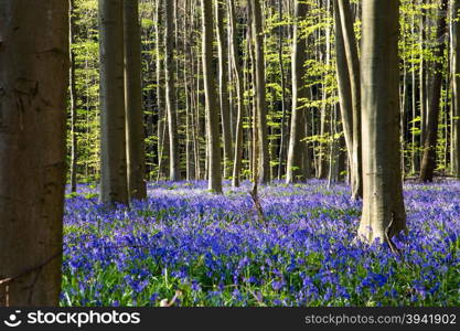 The bluebells flowers during springtime in Hallerbos, Halle, Belgium