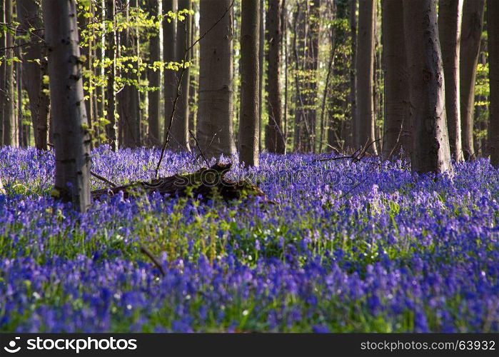 The bluebells flowers during springtime in Hallerbos, Halle, Belgium