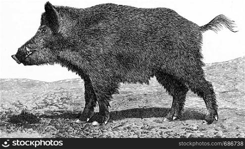 The boar, Sus scrofa, vintage engraved illustration. From Deutch Vogel Teaching in Zoology.