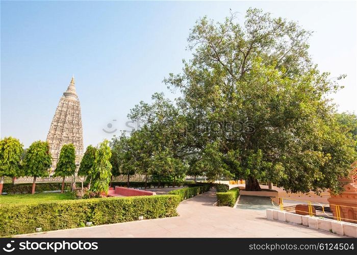 The Bodhi Tree is a large and very old sacred fig tree located in Bodh Gaya, India, under which Siddhartha Gautama Buddha is said to have attained enlightenment