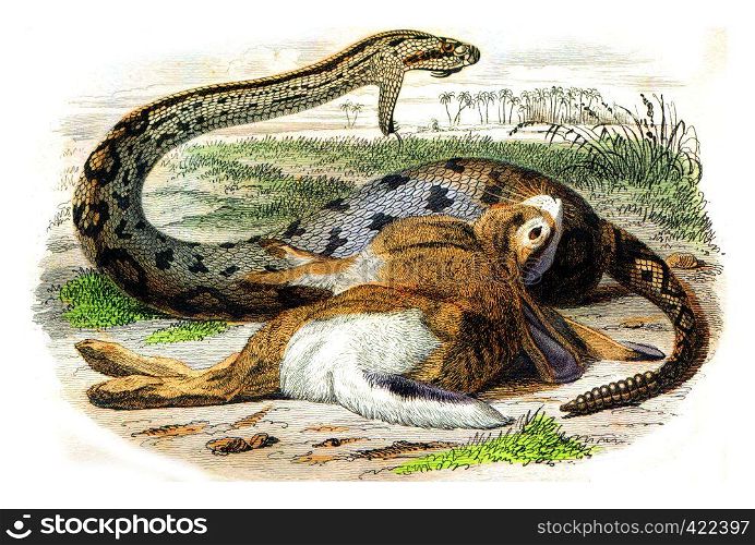 The Boiquira, vintage engraved illustration. Natural History from Lacepede.