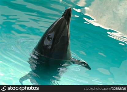 The bottle-nosed dolphin in aquarium. Closeup