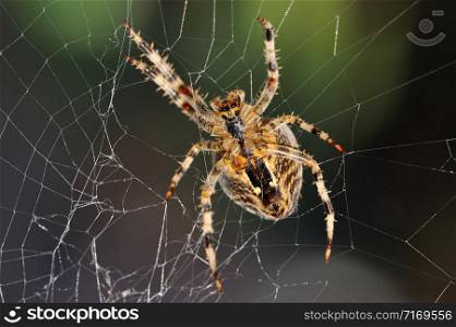 The bottom side of a garden spider in the repair of its web.