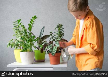 The boy’s hands take care of indoor green plants. Calathea water striped. Water the flowers. A cute boy takes care of indoor green plants. Watering flowers