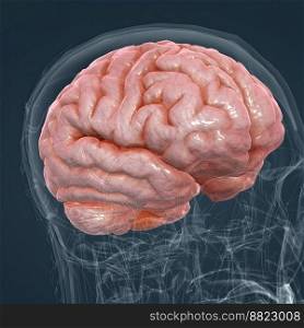 The brain controls thoughts, memory and speech, arm and leg movements and the function of many organs within the body. 3D illustration. Detailed anatomy of human brain and nervous system closeup