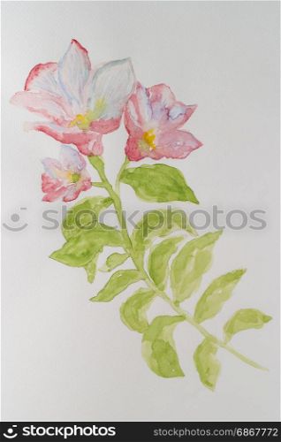 The branch flowering pink wild flower, isolated on white background. Watercolor hand drawn painting illustration.