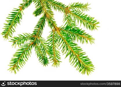 The branch of a Christmas tree with short needles on a white background