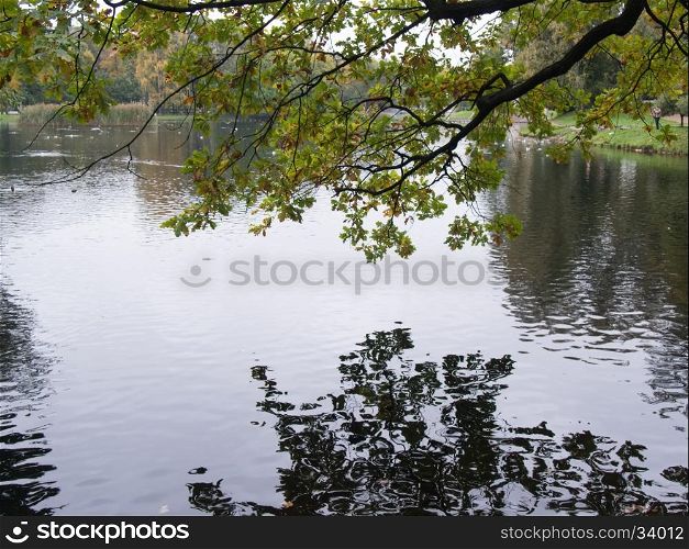 the branch of a tree bent on water. tree bent over the water surface of the river