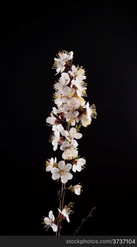 The branch of apricot with open flowers and buds