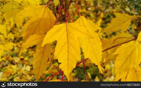 The branch of autumn tree with bright yellow foliage