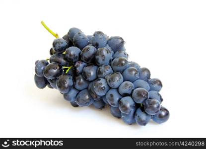 The branch of grapes with water drops