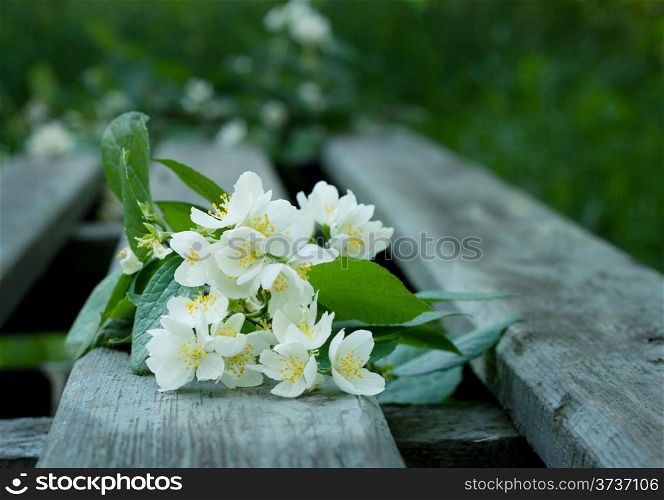 The branch with white flowers on the park bench