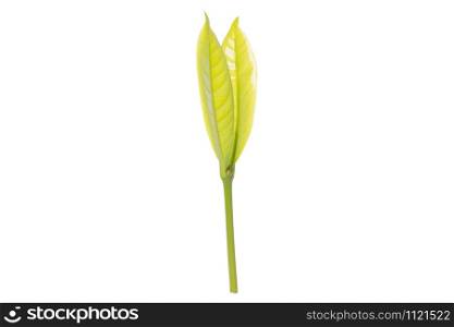 The branches and leaves of the young tree in the white background