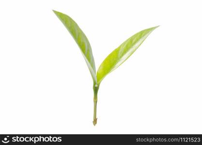 The branches and leaves of the young tree in the white background