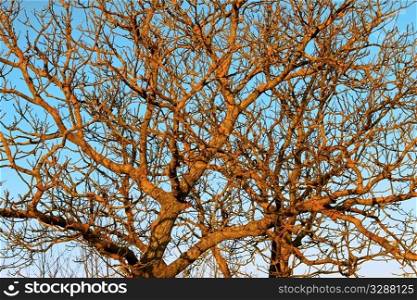 The branches of the old Walnut trees covered with moss on a yellow background of blue sky at sunset