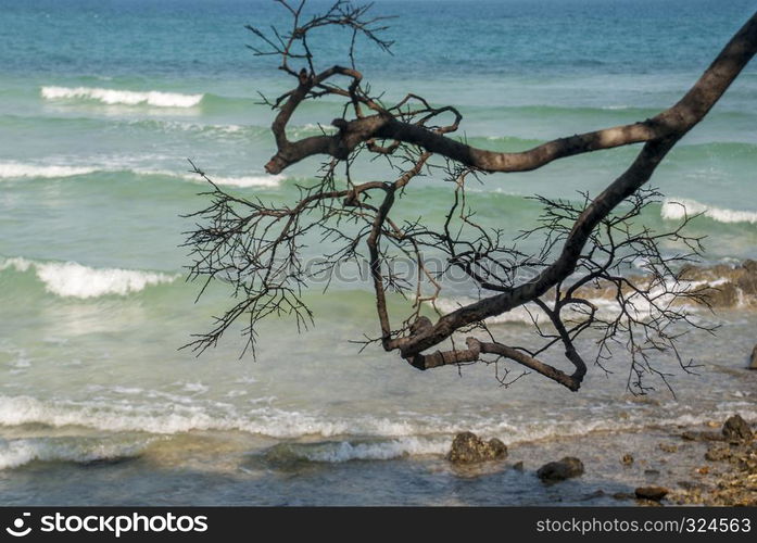 The branches of the tree extend to the sea in the morning.