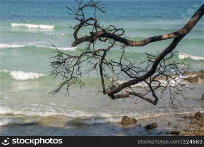 The branches of the tree extend to the sea in the morning.
