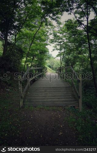 the bridge in the forest