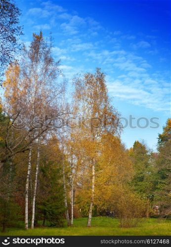 The bright autumn wood