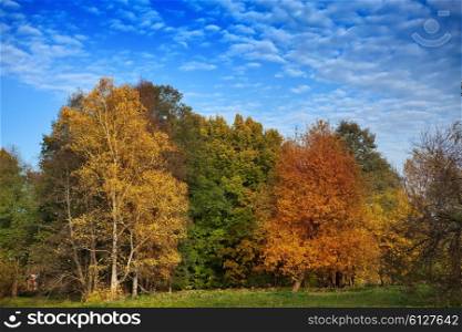 The bright autumn wood