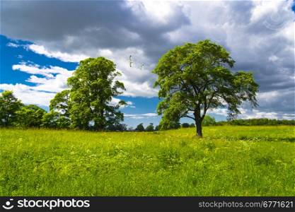 The bright meadow in rural areas with growing trees. Russia, Yaroslavl
