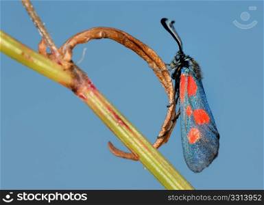 The bright, spotted butterfly Zygaena filipendulae on a lief