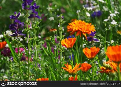 The bright summer orange and purple flowers &#xA;