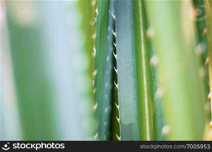 The bristles of ornamental plants with the background.