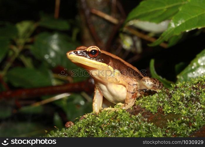 The bronzed frog (Hylarana temporalis) is a species of true frog found in the riparian evergreen forests of the Western Ghats, India