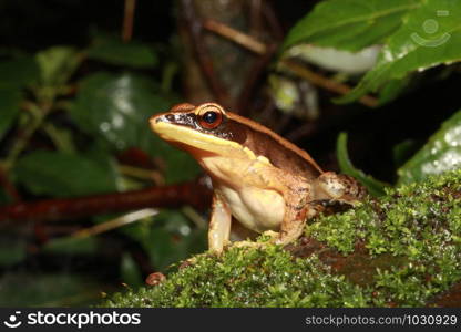 The bronzed frog (Hylarana temporalis) is a species of true frog found in the riparian evergreen forests of the Western Ghats, India