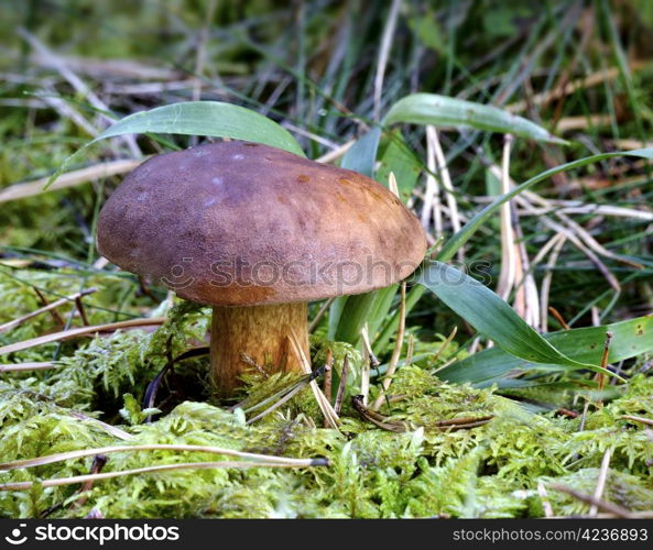 The brown autumn edible mushroom in forest