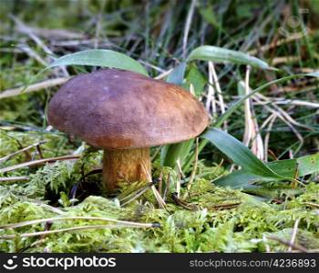 The brown autumn edible mushroom in forest