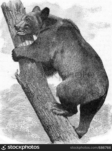 The brown bear, vintage engraved illustration. From Deutch Vogel Teaching in Zoology.