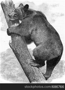 The brown bear, vintage engraved illustration. From Deutch Vogel Teaching in Zoology.