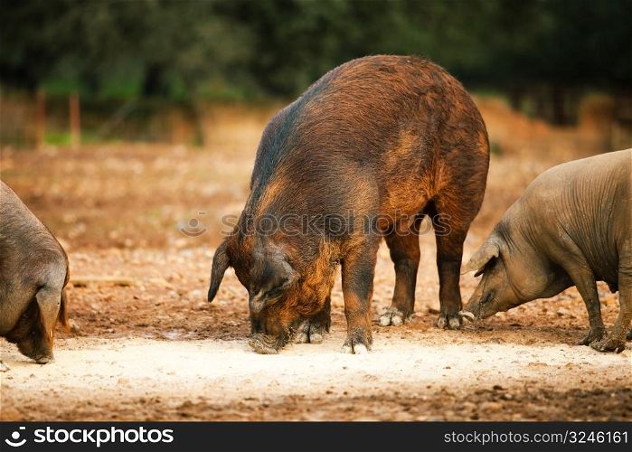 The brown hog eats
