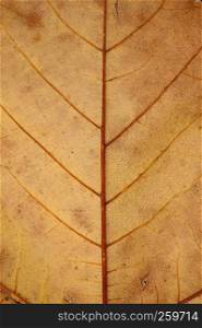 the brown tree leaf in the nature