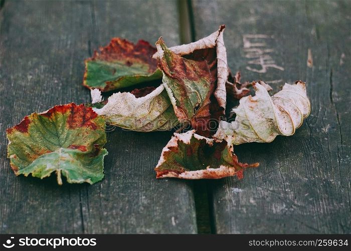 the brown tree leaves in the nature