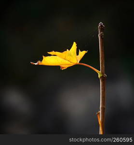 the brown tree leaves in the nature