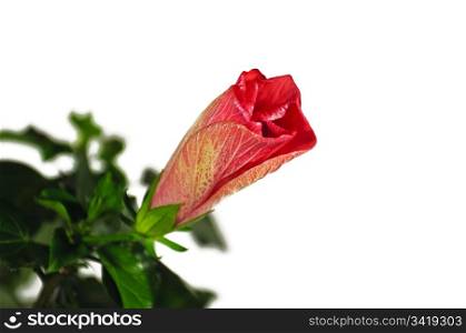The bud of a blossoming hibiscus isolated on a white background