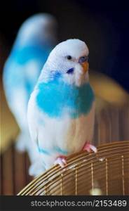 The budgerigar sits on a fence in the house
