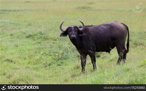 The buffalo is standing in the middle of the meadow in the grass landscape. A buffalo is standing in the middle of the meadow in the grass landscape