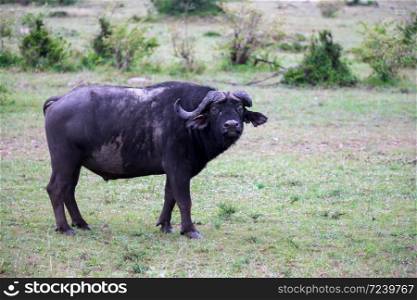 The Buffalos are standing in the savannah in the middle of a national park in Kenya. Buffalos are standing in the savannah in the middle of a national park in Kenya