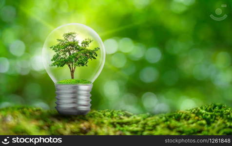 The bulb is located on the inside with leaves forest and the trees are in the light. Concepts of environmental conservation and global warming plant growing inside lamp bulb over dry