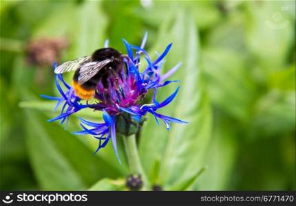 The Bumblebee sits on flower and eats a sweet nectar in the summer day