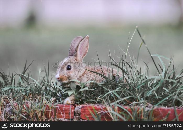 The bunny brown rabbit on green grass / rabbit easter concept