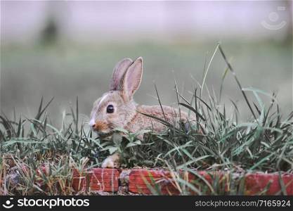 The bunny brown rabbit on green grass / rabbit easter concept