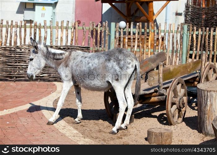 The burro near to the wooden cart