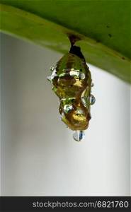 The butterfly in shiny golden pupa with water drop; Chrysalis