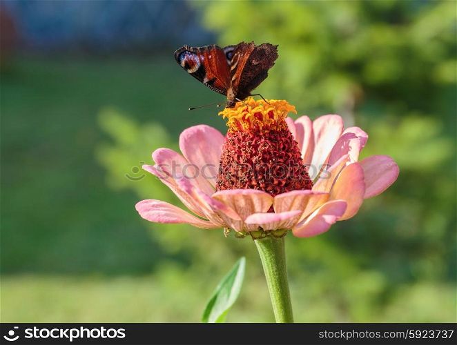 The butterfly sitting on a flower